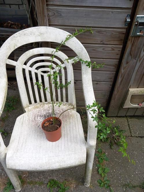 Winterjasmijn (gele bloemen), Tuin en Terras, Planten | Struiken en Hagen, Struik, Overige soorten, Minder dan 100 cm, Ophalen