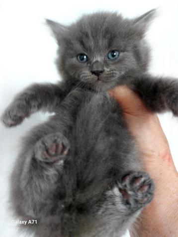  Britse korthaar kittens  beschikbaar voor biedingen