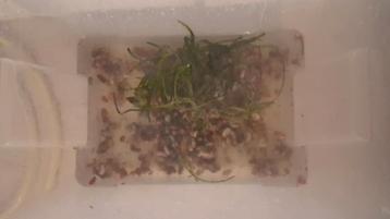Aquarium slakken ..posthorn  beschikbaar voor biedingen
