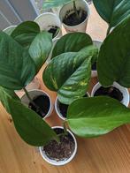 Golden pothos - hangplant / klimplant, Ophalen, Overige soorten, Minder dan 100 cm