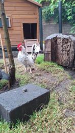 Jonge haan, Dieren en Toebehoren, Pluimvee, Mannelijk, Kip