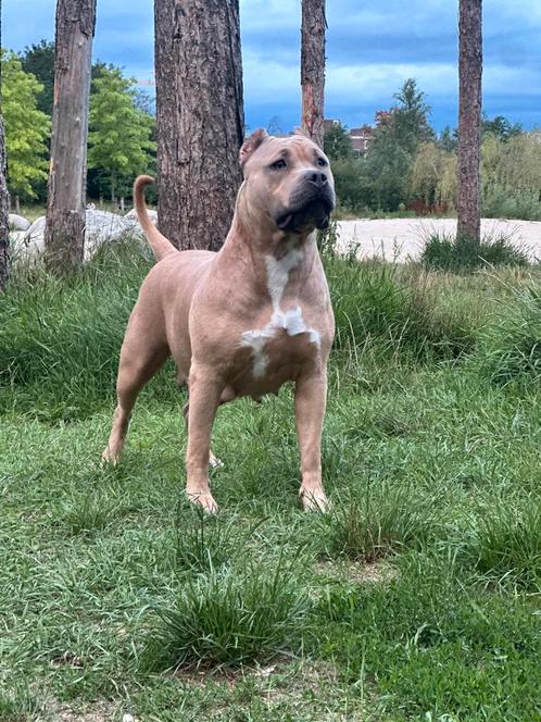 Puppy American Bully XL BossyKennels, MPB Bloedlijn, Dieren en Toebehoren, Honden | Bulldogs, Pinschers en Molossers, Reu, Overige rassen