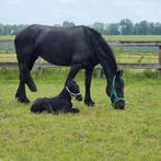 Stalhulp/verzorger, Dieren en Toebehoren, Paarden, Meerdere dieren, 0 tot 2 jaar