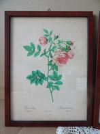 Curiosa vintage 4 ingelijste prenten met rozen 3 gedrukt, Antiek en Kunst, Ophalen of Verzenden