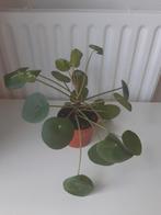 Pannekoekenplant, Ophalen, Overige soorten, Minder dan 100 cm