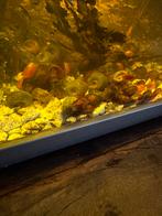 Aqaurium slakken mix, Dieren en Toebehoren, Slak of Weekdier