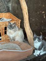 Hele mooie Halve Ragdoll kittens te koop 200 euro, Meerdere dieren, Ontwormd