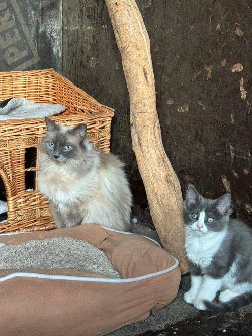 Hele mooie Halve Ragdoll kittens te koop 200 euro, Dieren en Toebehoren, Katten en Kittens | Raskatten | Langhaar, Meerdere dieren