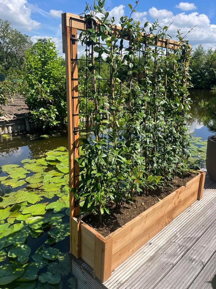 Plantenbak met trellis +Toscaanse jasmijn + potgrond, Tuin en Terras, Bloembakken en Plantenbakken, Nieuw, Hout, Tuin, Rechthoekig
