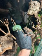 1.1 koraalteenboomkikkers litoria caerula (prijs is voor 2), Dieren en Toebehoren, Amfibie