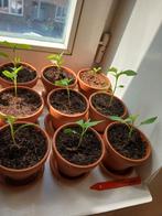 Cayenne peper plantje, Tuin en Terras, Planten | Tuinplanten, Volle zon, Ophalen of Verzenden, Zomer, Groenteplanten