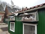 Te  koop mooie jonge witte postduiven!, Dieren en Toebehoren, Vogels | Duiven, Meerdere dieren, Postduif