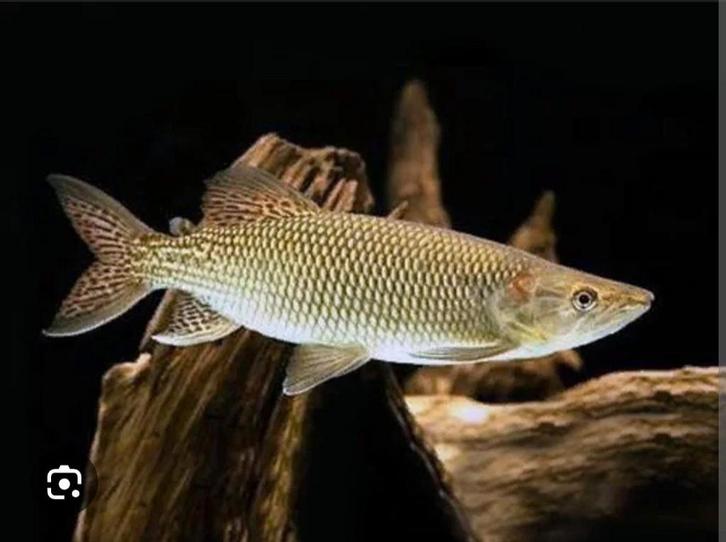 Hepsetus odoe gezocht, Dieren en Toebehoren, Vissen | Aquariumvissen, Vis