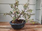 Cotoneaster, Tuin en Terras, Ophalen of Verzenden, Halfschaduw