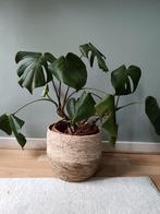 Monstera, Huis en Inrichting, Ophalen