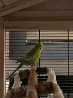 Gevraagd oud grasparkietje, Parkiet