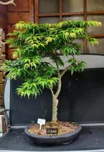 Bonsai Acer Palmatum Seiun kaku Japanse Esdoorn, Halfschaduw, Overige soorten, Minder dan 100 cm, Zomer