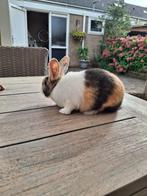 Driekleur Hollander rammetje, Dieren en Toebehoren, Konijnen, Mannelijk, Klein, 0 tot 2 jaar