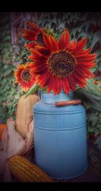 zonnebloem Avondrood, Tuin en Terras, Bloembollen en Zaden, Ophalen of Verzenden