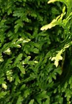 Coniferen, Ophalen of Verzenden, Conifeer, 100 tot 250 cm