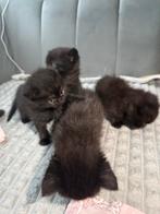 Kittens, Dieren en Toebehoren