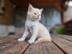 Ragdoll poesje met stamboom (zonder fokverbod), Dieren en Toebehoren, Poes, Gechipt, 0 tot 2 jaar