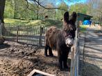 Poitou ezel te koop, Dieren en Toebehoren, Overige Dieren, Mannelijk