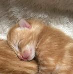 T k prachtige kittens, nog 1 rood katertje beschikbaar, Meerdere dieren, Kortharig, 0 tot 2 jaar