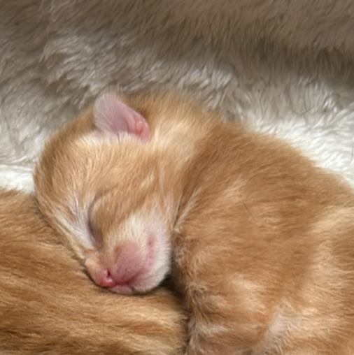 T k prachtige kittens, nog 1 rood katertje beschikbaar, Dieren en Toebehoren, Katten en Kittens | Overige Katten, Kortharig, Meerdere dieren