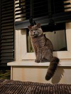 Zorro Ervaren Dekkater ( niet te koop) nieuwe account!, Dieren en Toebehoren, Katten en Kittens | Raskatten | Korthaar, Kater