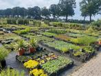 Goedkope vaste planten tegen scherpe prijzen, Tuin en Terras, Planten | Tuinplanten, Ophalen of Verzenden, Zomer, Overige soorten