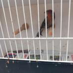 Mexicaanse roodmus, Dieren en Toebehoren, Vogels | Overige Vogels, Meerdere dieren, Tropenvogel, Geringd