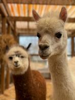 Alpaca's | Deskundig advies | Verschillende leeftijden, Dieren en Toebehoren, Meerdere dieren, Schaap