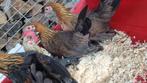 Sabelpoot krielen, Dieren en Toebehoren, Pluimvee, Meerdere dieren, Kip