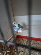 Tk koppel fischeries, Dieren en Toebehoren, Meerdere dieren, Dwergpapegaai of Agapornis