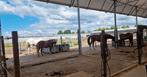 Pensionstalling beschikbaar voor 1 ruin - Almere, Dieren en Toebehoren, Stalling en Weidegang