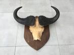 Buffel - kafferbuffel schedel met hoorns Buffel - kafferbuf, Ophalen, Gebruikt, Wild dier, Gewei of Kop