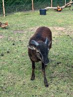 Soay schaap ram, Dieren en Toebehoren, Schapen, Geiten en Varkens, Mannelijk, Schaap, 0 tot 2 jaar
