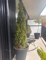 3 Groenblijvende planten in pot, Vaste plant, Bloeit niet, Halfschaduw, Ophalen