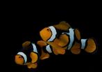 Gezocht: ei leggende anemoonvissen zeeaquarium, Dieren en Toebehoren, Vissen | Aquariumvissen, Vis, Zoutwatervis