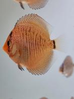 super mooie jonge discusvissen, eigen kweek, Dieren en Toebehoren, Vissen | Aquariumvissen, Vis