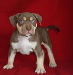 American bully pups, Dieren en Toebehoren, Honden | Bulldogs, Pinschers en Molossers, CDV (hondenziekte), 8 tot 15 weken, Meerdere
