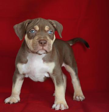 American bully pups beschikbaar voor biedingen