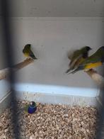 28 mooie gould amadines, Dieren en Toebehoren, Vogels | Overige Vogels, Meerdere dieren