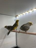 3 lizard kanaries te koop. 2 x schimmel 1 x intensief, Geslacht onbekend, Kleurkanarie