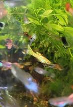 Kleurrijke groep guppies (100st.), Vis