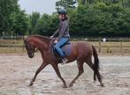 Prachtige d pony zoekt forever home, Dieren en Toebehoren, Pony's, Ruin, Dressuurpony, 3 tot 6 jaar