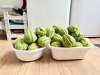 Moestuin biologische Chayotes, Tuin en Terras, Ophalen of Verzenden, Eenjarig, Groenteplanten, Volle zon