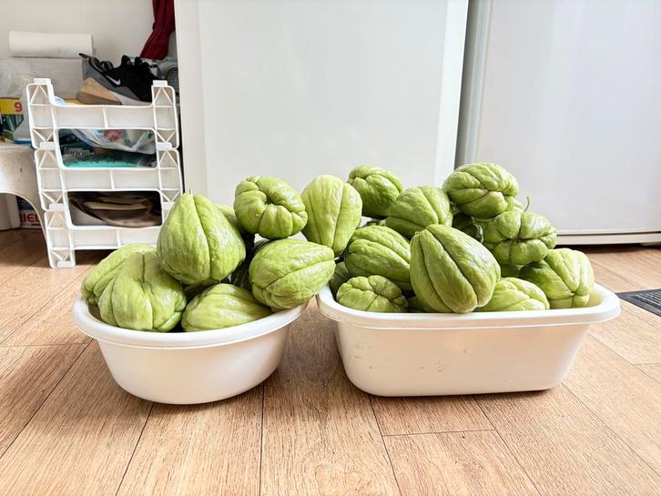 Moestuin biologische Chayotes, Tuin en Terras, Planten | Tuinplanten, Eenjarig, Groenteplanten, Volle zon, Ophalen of Verzenden