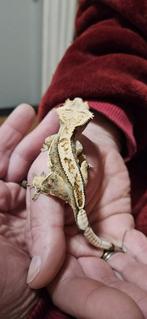 Drie wimpergekko's, Dieren en Toebehoren, Reptielen en Amfibieën | Toebehoren, Ophalen